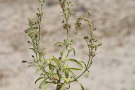 Image result for Vahliaceae