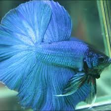 Here some top halfmoon betta fish from thailand breeder. Pending Betta Fullmoon Blue On Carousell