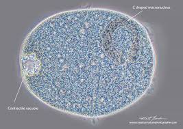 Image result for Dipcadi vaginatum