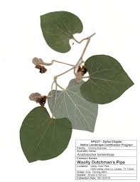 Image result for Aristolochia hockii