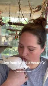 Cobalt Pallid quaker parrot babies! NFS! But aren't they stunning?!? h...