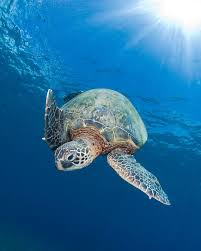 25 Beautiful Underwater Animals Photography Underwater Animals Sea Turtle Incredible Creatures