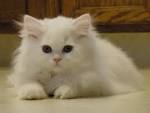 Persian Cat Breed Information, Pictures, Characteristics ...