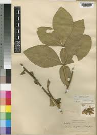 Image result for Citropsis