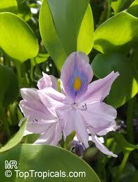 Image result for Pontederia crassipes