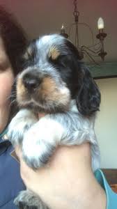 Black And Tan Show Cocker Spaniel Puppy Blue Roan Tan Kc Reg Puppies Show Type With Images Cocker Spaniel Puppies Spaniel Puppies Puppies