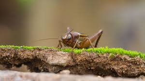Like many insects, crickets are not picky eaters. 11 Cute Facts About Crickets Mental Floss