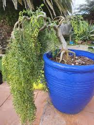 Image result for Acacia welwitschii