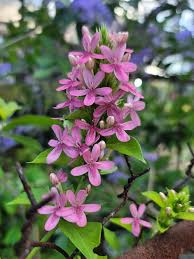 Image result for x Ruttyruspolia 'Phyllis van Heerden'