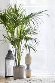 Maybe you would like to learn more about one of these? 15 Oversized House Plants Tall House Plants