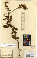 Image result for Otoptera