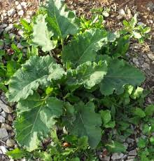 Learn the native american names of north carolina animals. Top 10 Super Available Edible Wild Plants In Western Nc Ogs