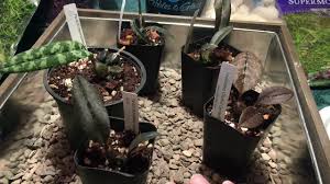 Image result for Oeceoclades