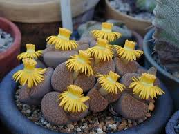 Image result for Lithops