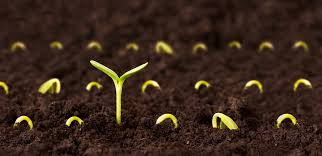 Image result for plant growing