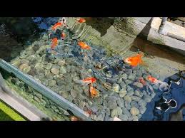 Visi ini didukung dengan misi kami, yaitu dengan selalu meningkatkan. Rahasia Membuat Air Jernih Dan Bening Dengan System Ecosand Youtube Kebun Kecil Kolam Ikan Koi Kolam Ikan