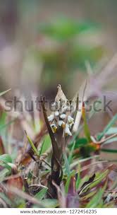 Image result for Zeuxine