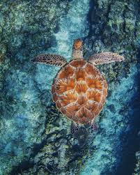 Check spelling or type a new query. Turtle Shell Patterns On Ningaloo Reef Australia Wildlife Photography Colors Of Nature Adorable Unbelieva In 2021 Turtle Art Sea Turtle Art Sea Turtles Photography