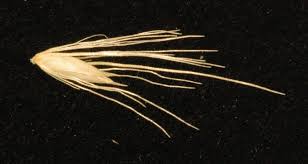 Image result for Cenchrus caudatus