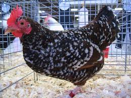 Sussex chickens have various colors and have a bantam version (about 1/4 of original). Sussex Bantams For Sale