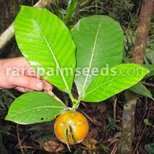 Image result for Gardenia imperialis