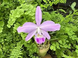 洋蘭 原種 着生蘭 野生蘭 米国スチュワート社社長の名が付いた最高個体 C.warscewiczii alba 'Leo Holguin'  FCC/AOS オリジナル株｜花、園芸