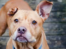 Hematoma Cure Prevention Pet Info Alley Grab outstanding cauliflower ears at alibaba.com and enjoy amazing specs that light up entertainment. pet info alley