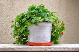 Maybe you would like to learn more about one of these? 10 Easiest Fruits Vegetables And Herbs To Grow In Pots Farmers Almanac
