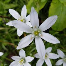 Image result for Ornithogalum seineri