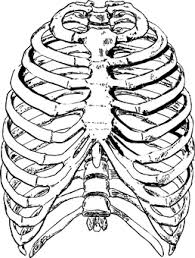 The thoracic cage consists of the 12 thoracic vertebrae, the associated intervertebral discs, 12. 10 Free Rib Cage Anatomy Images
