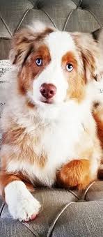 Black And White Aussie Blue Eyes Pin By Pjai Perrin On Australian Shepherds Red Merle Australian Shepherd Australian Shepherd Dogs Australian Shepherd