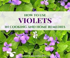 How to get rid of wild violets in garden. Are Wild Violets Edible Wild Violet Uses In The Garden Kitchen