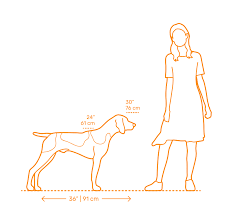 German Pointer Dimensions Drawings Dimensions Guide