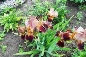 Planterar iris: när, var och hur