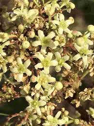 Image result for Gymnosporia senegalensis