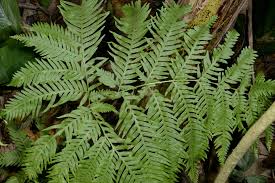 Image result for Pteris buchananii