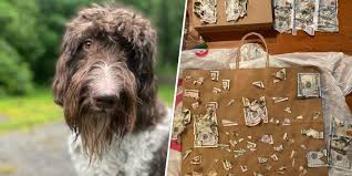 Dog Eats $4,000 Cash Off Counter. How His Owners Got It Back