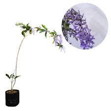 Begonia black velvet ( black velvet begonia. Jual Bibit Tanaman Bunga Petrea Kota Batu Grosir Bibit Tanaman Tokopedia