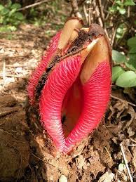 Image result for Hydnoraceae