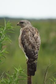 Birds Of Prey Texas Hill Country Natures Paintbox Pet Birds Wild Birds Raptors Bird