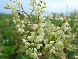 Image result for Fallopia