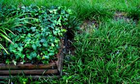 Tifway (tifton 419) grass perennial warm season vegetative variety tifway (tifton 419) bermuda is an improved hybrid bermuda. Best Bermuda Grass Seed In 2021 Expert Reviews Faq