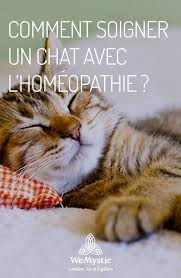 Comment Soigner Un Chat Avec L Homeopathie Wemystic France Chat Homeopathie Comment Soigner