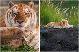 India has records of wild golden tigers which date back as far as the early 1900s. Why India S Only Golden Tiger Is A Matter Of Both Pride And Concern For Kaziranga National Park