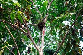 Image result for Sporobolus myrianthus