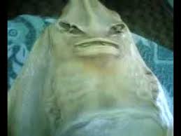 Menurut laman wikipedia, ikan tersebut masuk lingkup ikan pari dengan nama ilmiah rhinobatidae. Kiamat Sudah Dekat Muncul Ikan Bertubuh Manusia Tak Disangka Ternyata Ini Kejadian Sebenarnya Sriwijaya Post