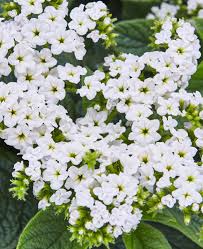 Image result for Heliotropium lineare