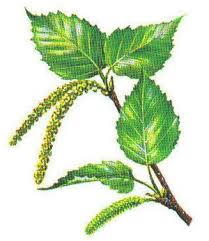 If you do not present proof you tested negative, you may not be able to board your transport to england. The Most Common North American Hardwood Trees American Hardwood Tree Identification Tree Id