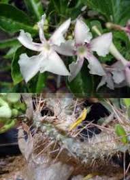 Image result for Riocreuxia torulosa