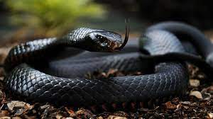 The World S Most Venomous Snakes Black Mamba The Black Mamba Dendroaspis Polylepis Is A Venomous Snake End Black Mamba Snake Mamba Snake Poisonous Snakes